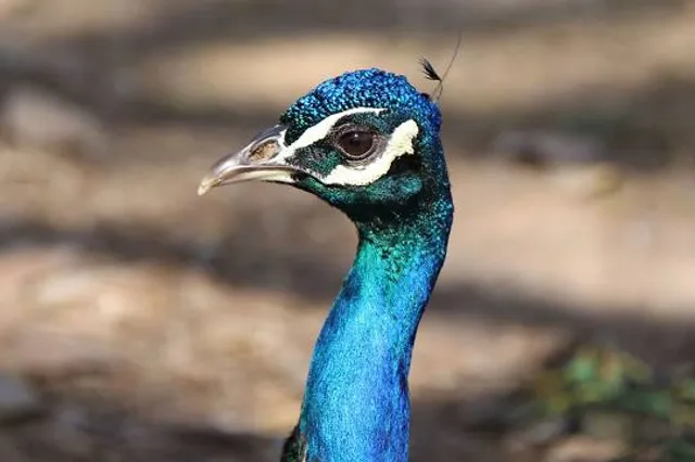 Jardín de los Pájaros