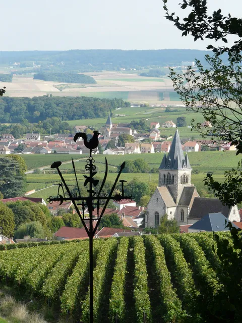 Champagne Tours - La Vigne du Roy