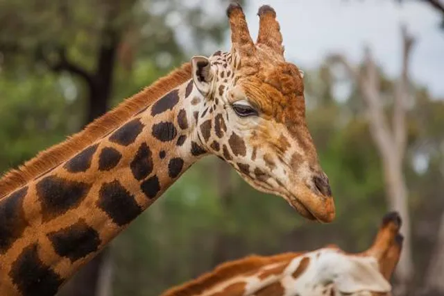 Taronga Western Plains Zoo