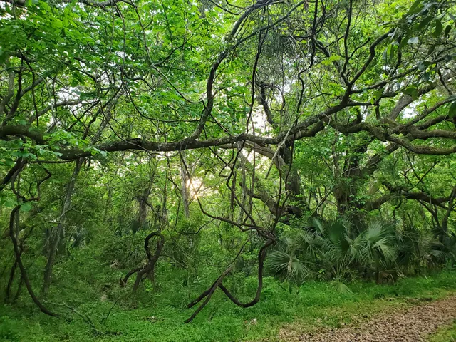 Indian Shell Mound Park