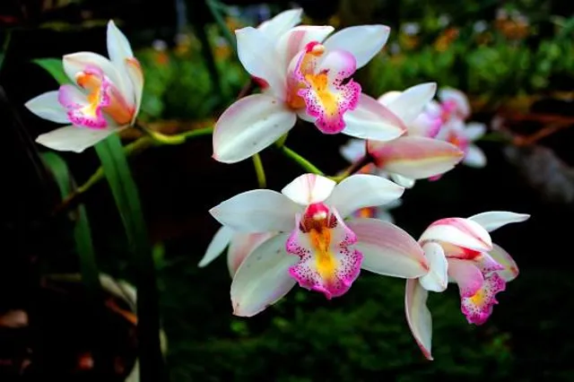 Orchid Park Indonesia Permai