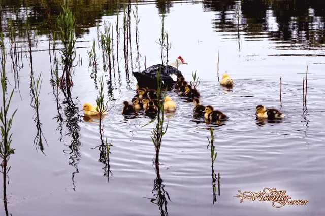 Área Recreativa de la Laguna de Valleseco