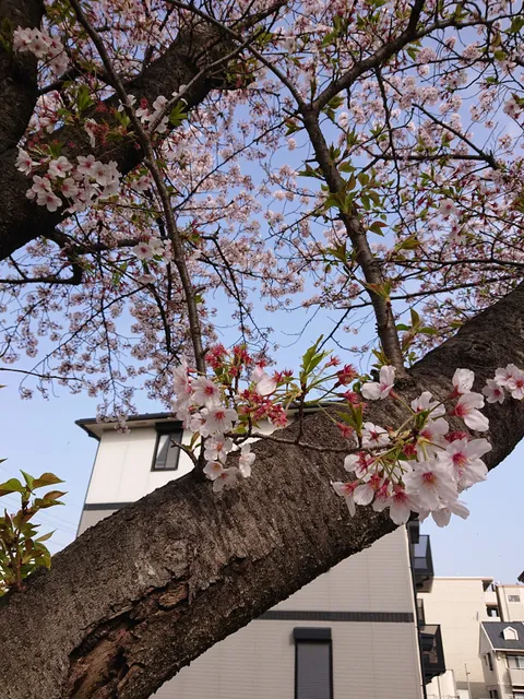 Minami Nagareyama No.3 Park