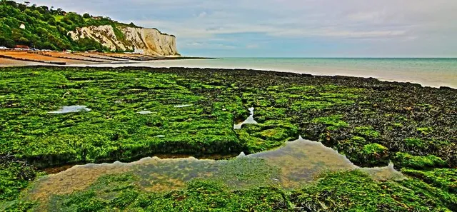 The Pines Garden, Tea Room & Museum