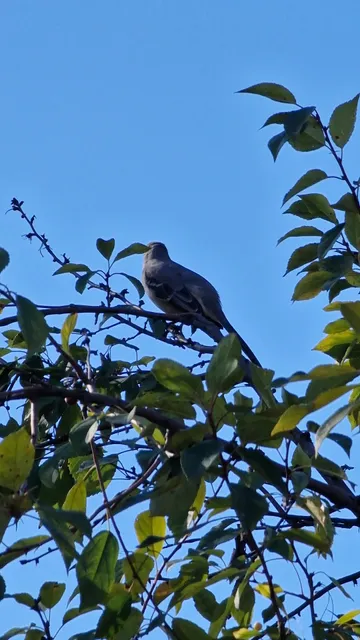 Office of Army Cemeteries (OAC)