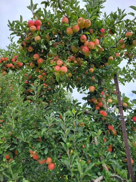 Apple Hill Orchard and Cider Mill