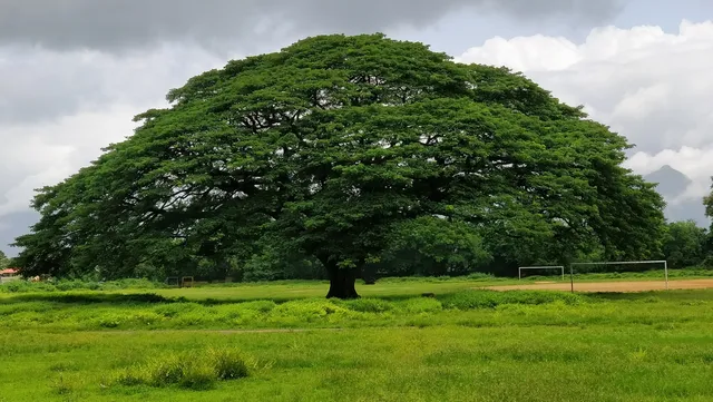 Victorian Grand Old Tree Palakkad