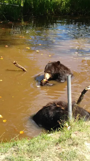 Oswald’s Bear Ranch