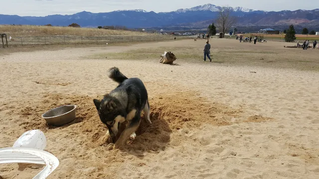 Rampart Dog Park