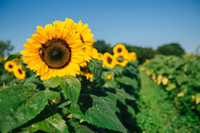 Joyer Adventure Farm at Waldoch Farm
