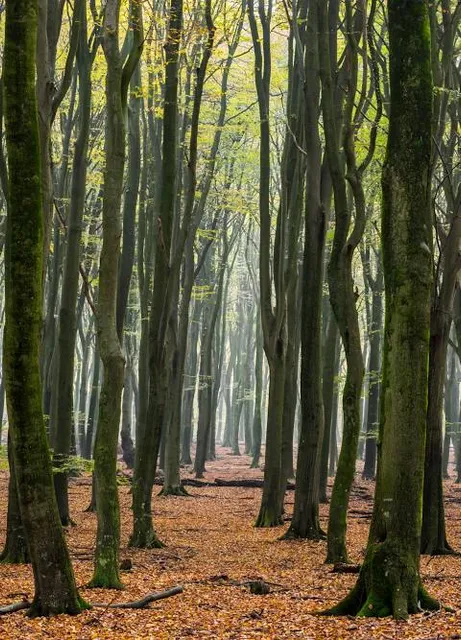 Beech Forest