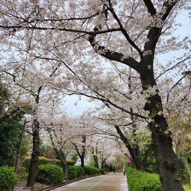 Minamisuna Ryokudō Park