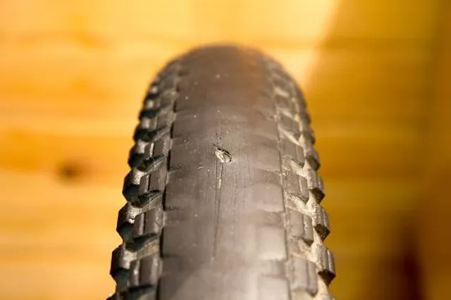 Museum of Natural History “Giacomo Doria”