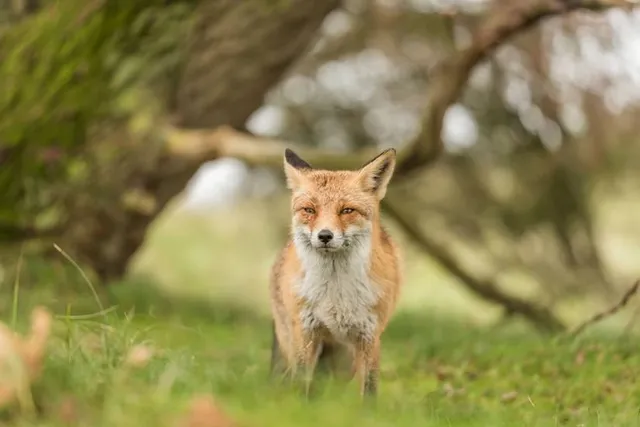 Amsterdamse Waterleidingduinen