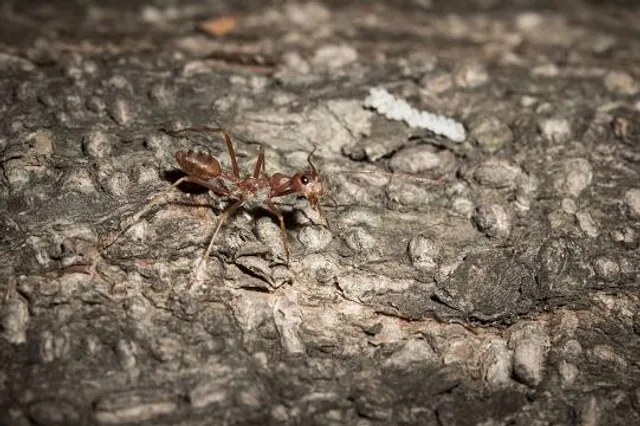 ARMUTLU İSKELE MEYDANI