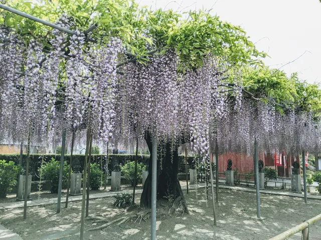 photo-2