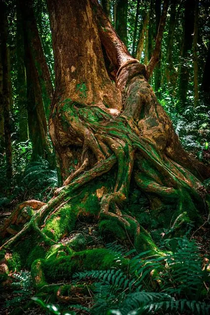 Forêt de Mare Longue