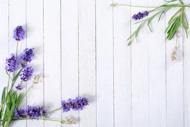 Lavender Essentials of Vermont