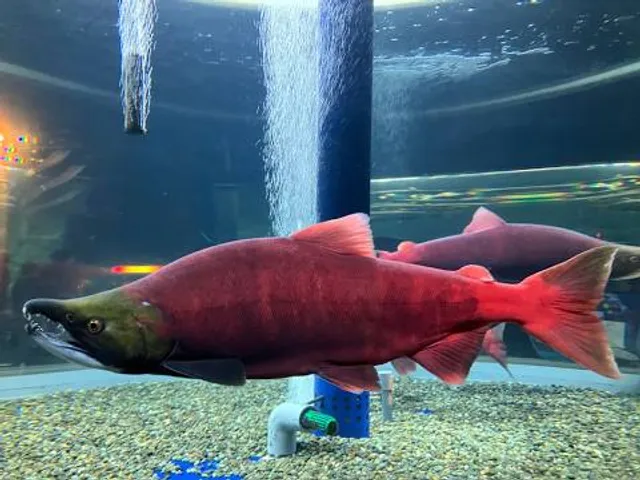 photo-1
