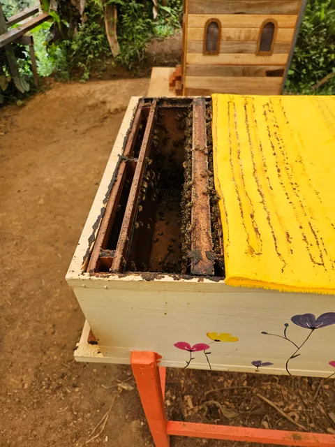 FINCA LA FLORIDA - TOUR DE CAFÉ Y ABEJAS