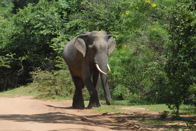 Yala cozy safari tours