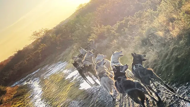 HUSKY D'ANJOU: LE MONDE DU CHIEN DE TRAÎNEAU