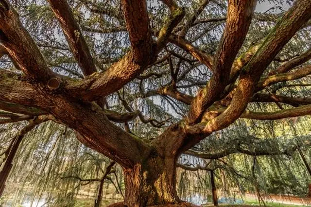 Cèdre Bleu Pleureur de L'Atlas