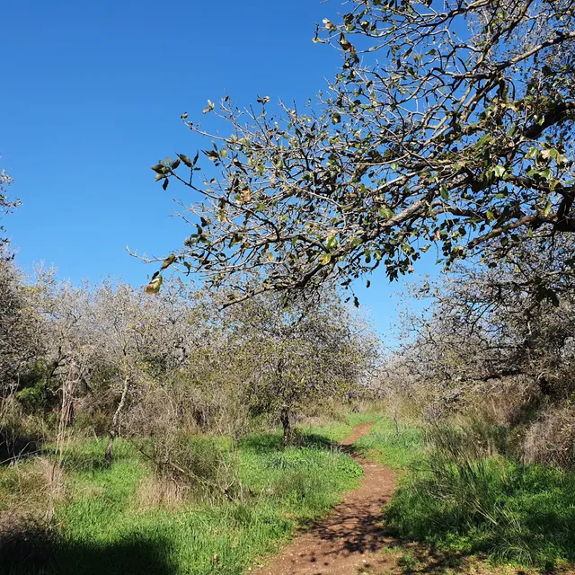 Menashe Regional Council