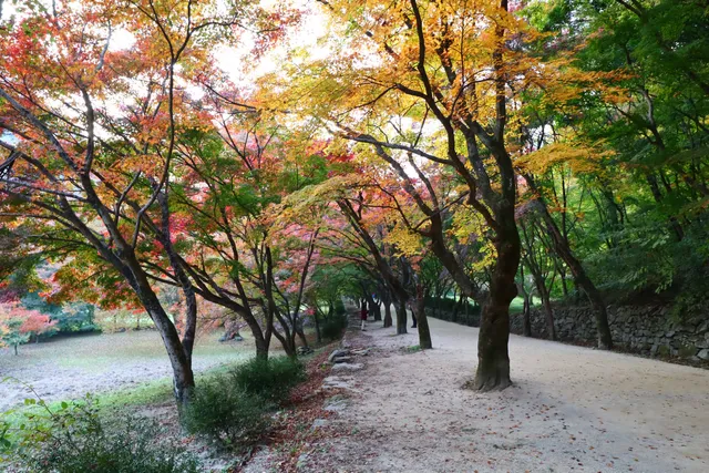 Naejangsan Maple Tree Tunnel