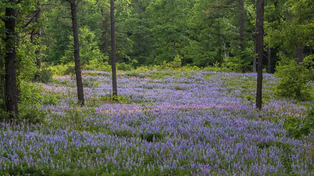 Wilton Wildlife Preserve & Park; Office Location