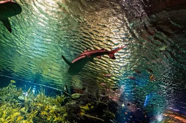 Ocean Wonders: Sharks!