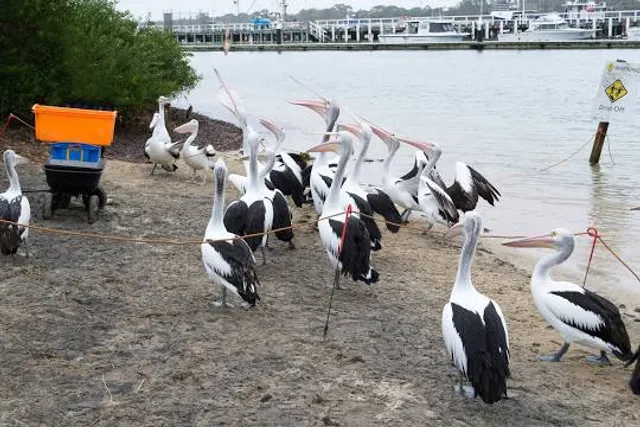 San Remo Pelican Feeding