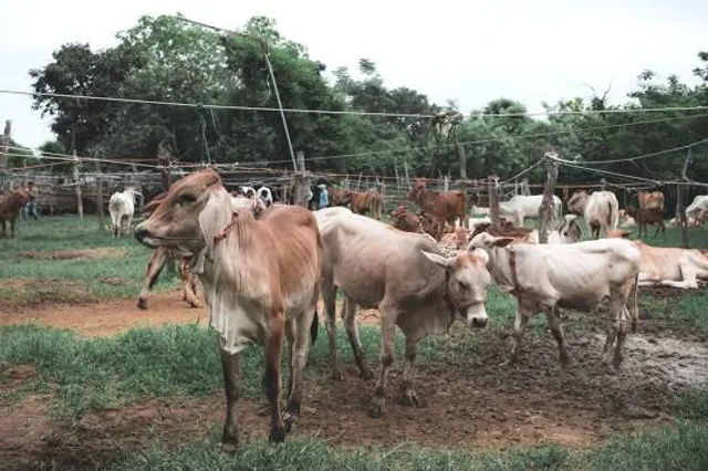 Saturday Buffalo Market
