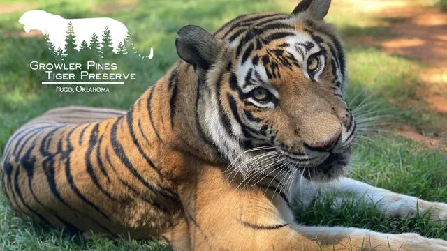 Growler Pines Tiger Preserve