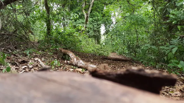 RPPN Reserva Ecológica Amadeu Botelho