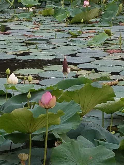 Zhengzhou Zijingshan Park （North Gate）