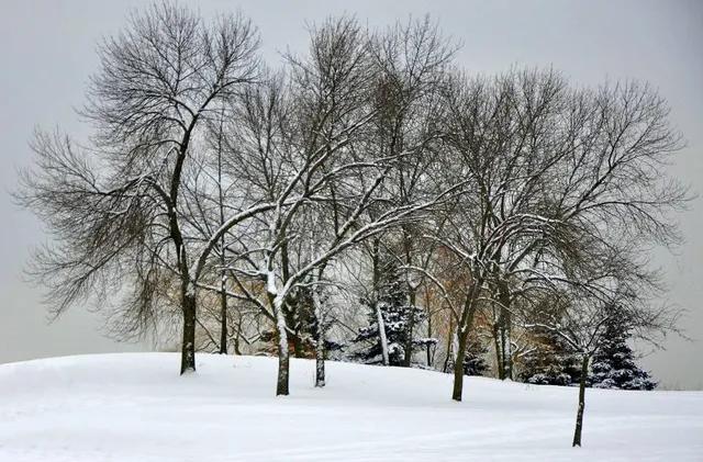 JC Saddington Park area B