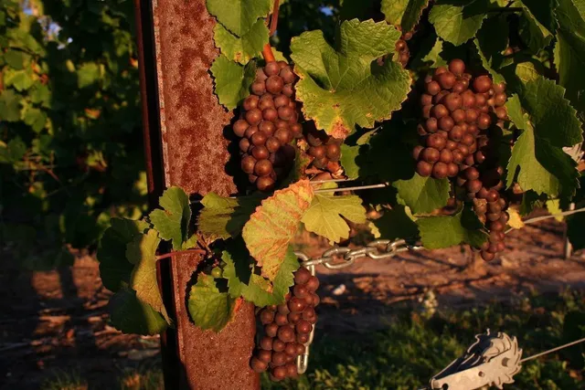 Big Little Wines | Traverse City, MI