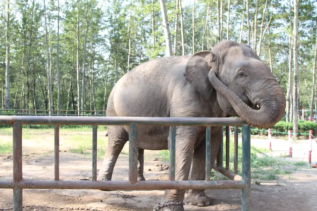 Qinhuangdao Zoo of Wild Animals