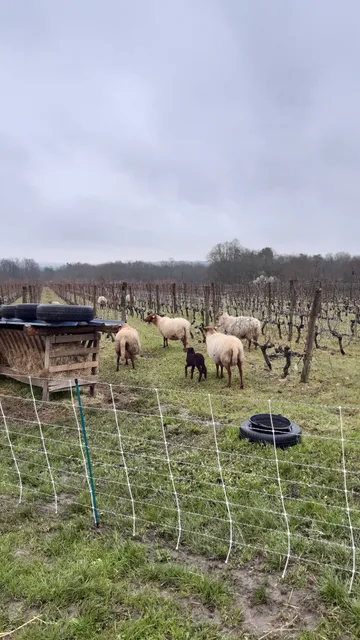 DOMAINE NICOLAS PAGET