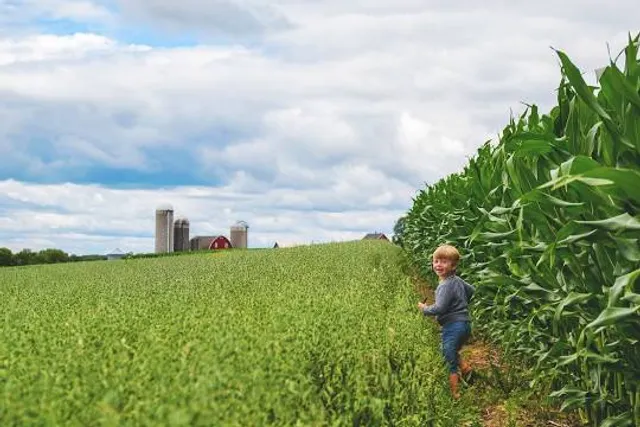 Del Monte Pineapple Plantation
