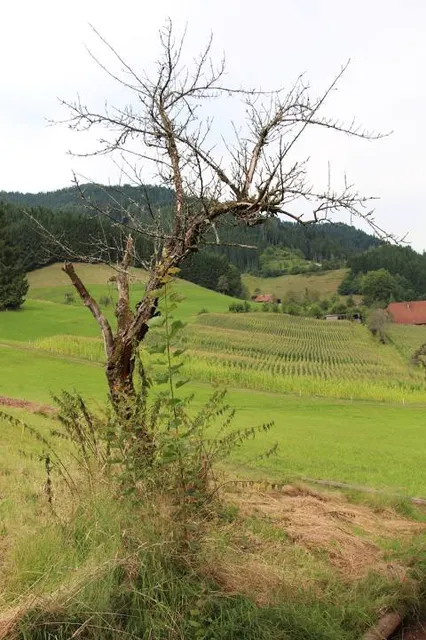 Park with all senses