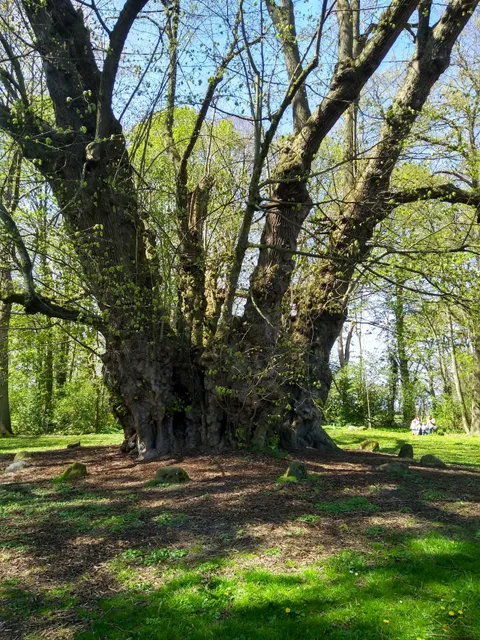 Riesenlinde zu Heede