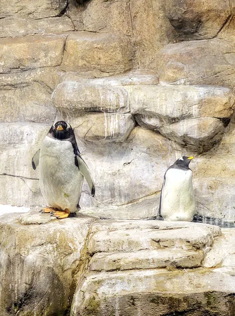 Antártida, El Reino de los Pingüinos