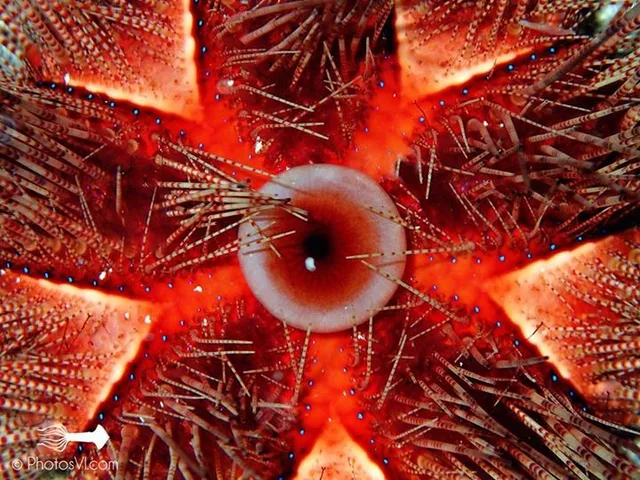 Crucian Adventure Divers