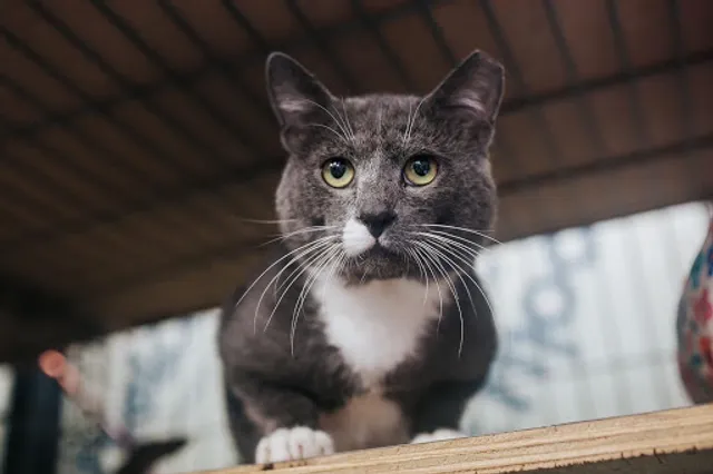 Northport Cat Rescue Association Inc.