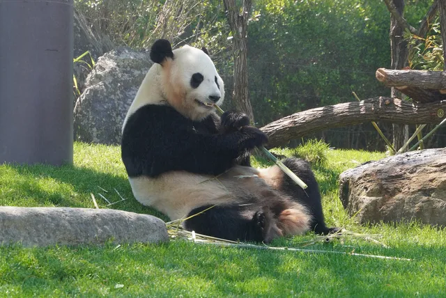 Panda Love