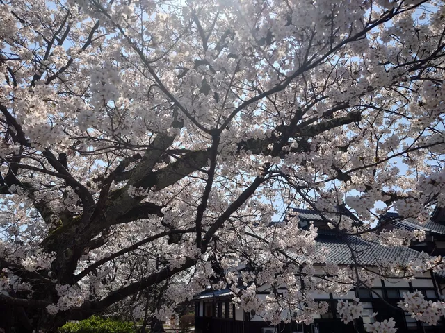 Komatsuhonkaku Temple