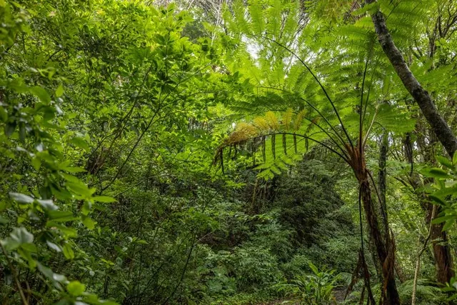 Kinsakubaru Old-growth Forest