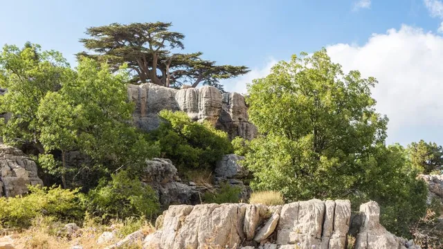 Tannourine Cedars Reserve